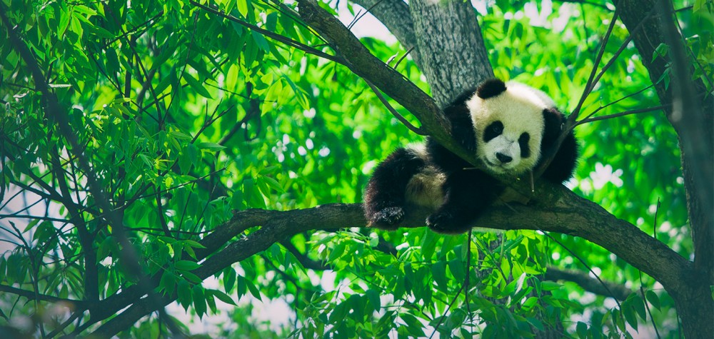 10 Facts You Probably Didn’t Know About Pandas!