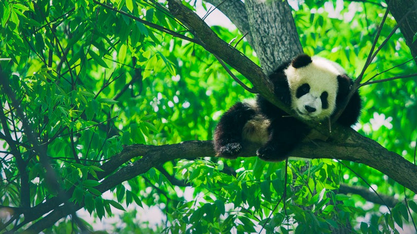10 Facts You Probably Didn’t Know About Pandas!