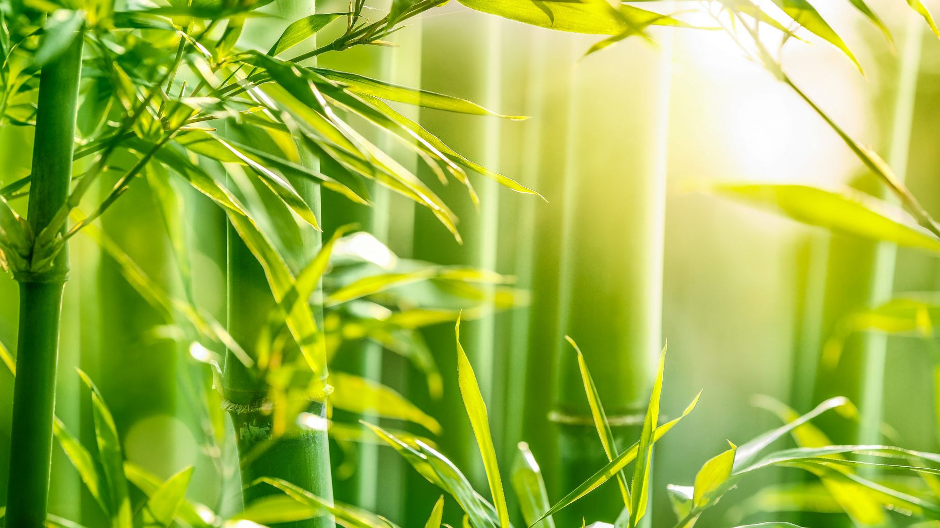 The Wonderful World of Bamboo