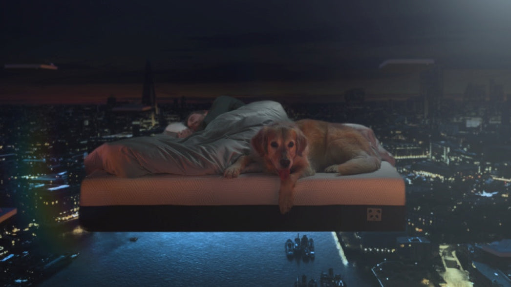 Person sleeping on a bed with a dog, overlooking a nighttime cityscape from above.