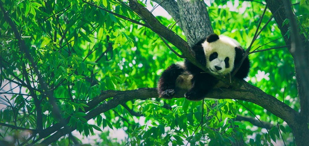 10 Facts You Probably Didn’t Know About Pandas!