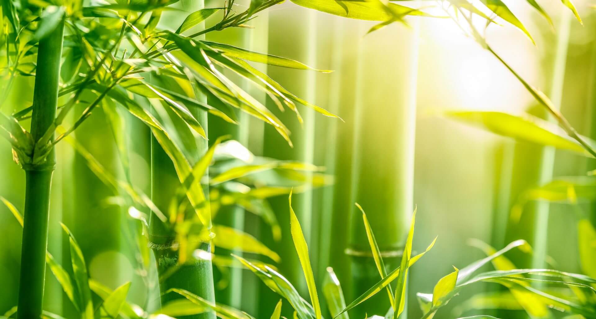 Panda London's Commitment to the Climate & Sustainability