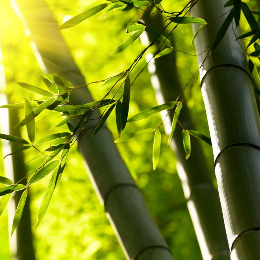 Bamboo forest Background