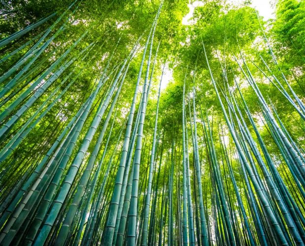 bamboo-eco-green-vegan
