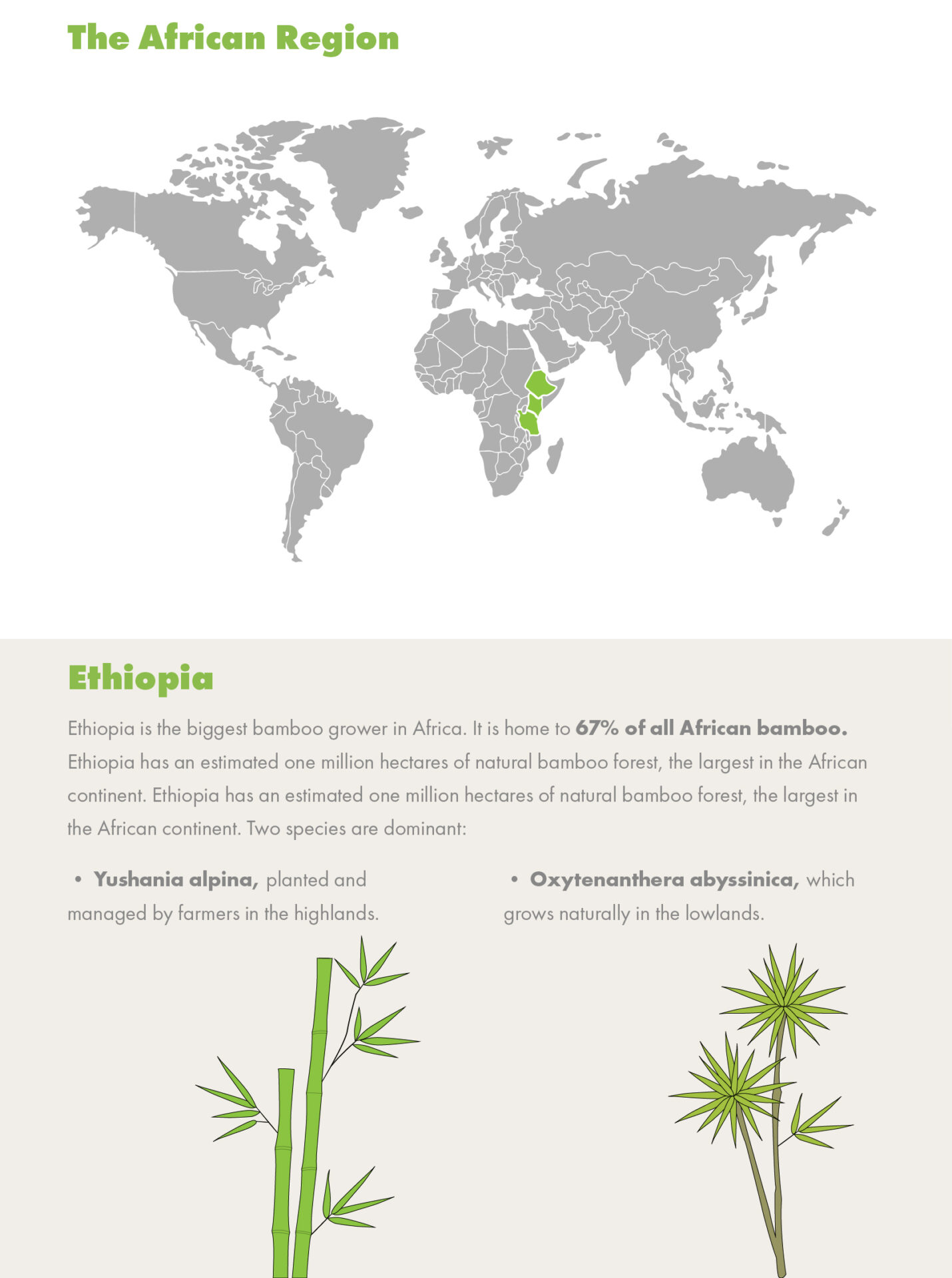 Bamboo Infographics Africa