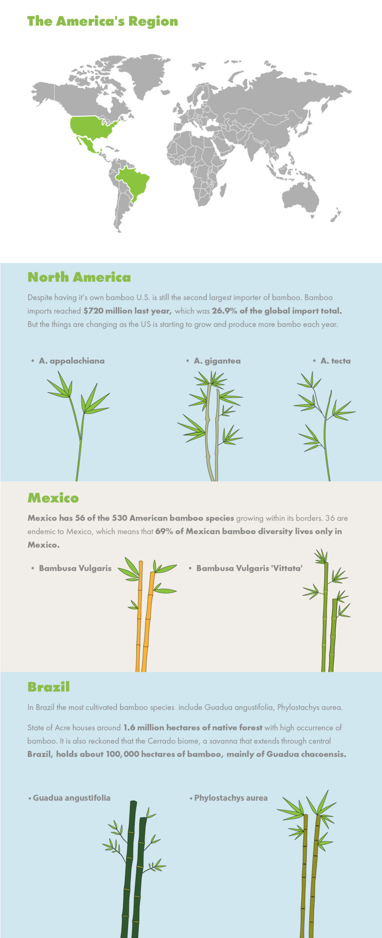 Bamboo Infographics America
